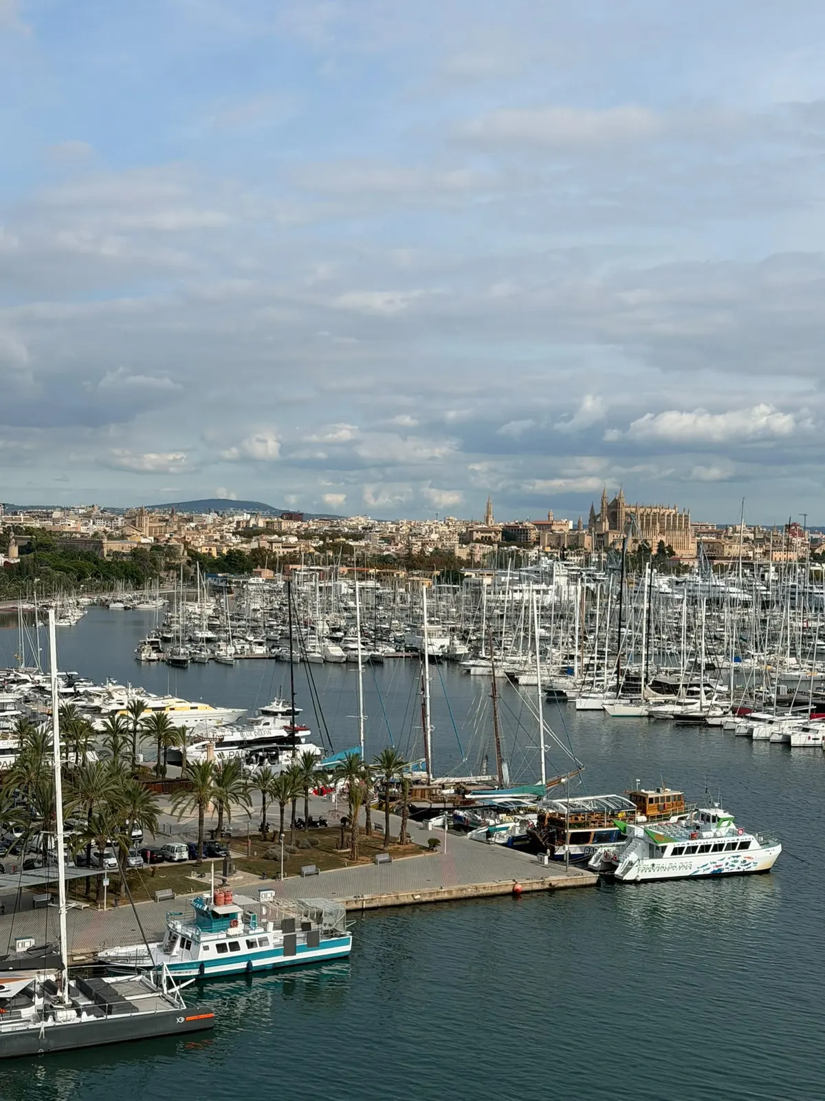 Wohnung-Palma-Hafen-Blick-Yachthafen-Kathedrale Blick auf den Yachthafen von Palma de Mallorca mit Kathedrale